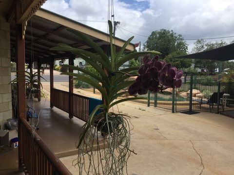 Curtain Fig Motel Yungaburra - Coogee Beach Accommodation 2