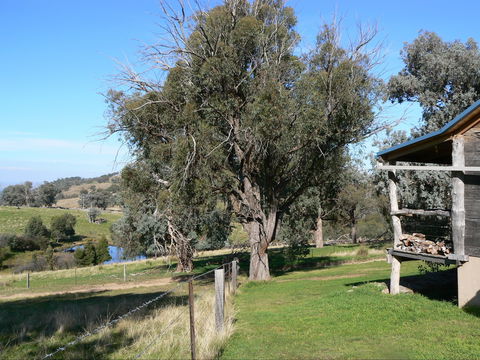 Gaddleen Grove Cottages - Coogee Beach Accommodation 9