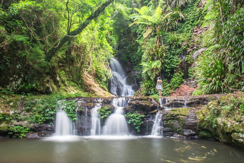 O'Reilly's Rainforest Retreat - Coogee Beach Accommodation 0