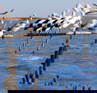 Pelican Perch Retreat - Coogee Beach Accommodation