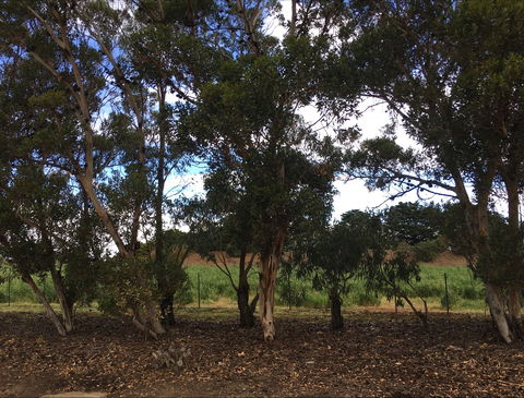 Eldorado Tourist And Residential Park - Coogee Beach Accommodation 6