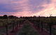 Milawa Vineyard Views - thumb 0