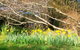 Southdown Cottage Bowral - thumb 6