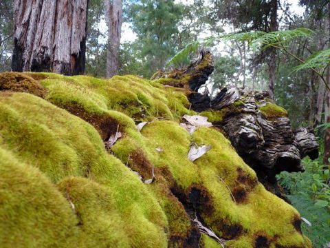 Fernhook Falls Camp At Mount Frankland South National Park - Coogee Beach Accommodation 0