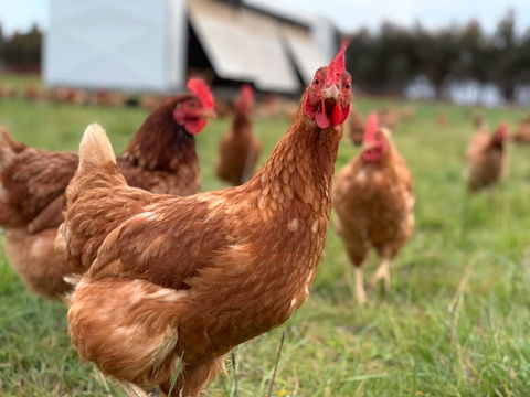 Rocklea Farm - Coogee Beach Accommodation 1