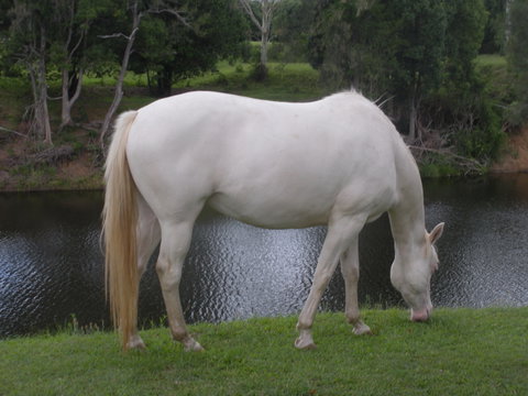 Imbil Bridge Farm And Homestead - Coogee Beach Accommodation 1