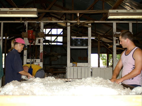Pelican Sheep Station - Coogee Beach Accommodation 0