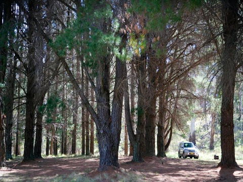 The Pines Campground - Coogee Beach Accommodation 1