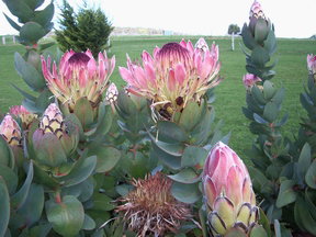 Stargazers - Coogee Beach Accommodation 3