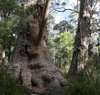 Valley of the Giants Cottage - Coogee Beach Accommodation