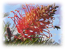 Mimosa Hill Wildflower Farm Cottages - Coogee Beach Accommodation 1