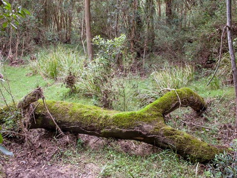 Blue Gum Flat Campground - Coogee Beach Accommodation 2