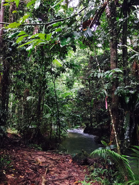 Daintree Wilderness Lodge - Coogee Beach Accommodation 2