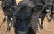 Wallinga Studio Farmstay - thumb 1