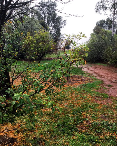 Whispering Pines Farm Stay - Coogee Beach Accommodation 1