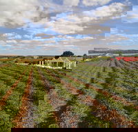 1837 Barossa Luxury Vineyard Cottages - Coogee Beach Accommodation
