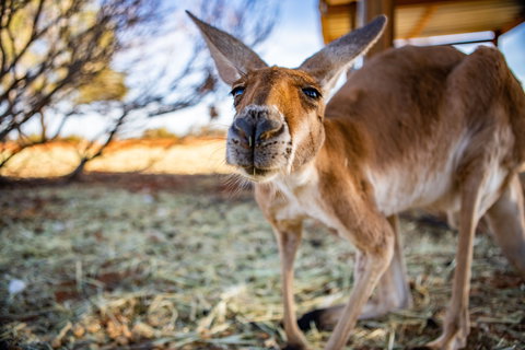 Erldunda Roadhouse - Coogee Beach Accommodation 2