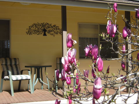 Figtree Cottage - Coogee Beach Accommodation 1
