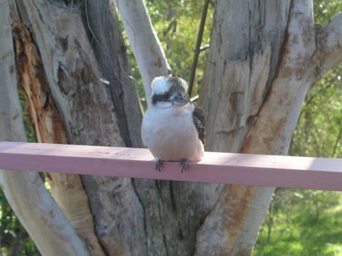 Kookaburra Dreaming - Coogee Beach Accommodation 0