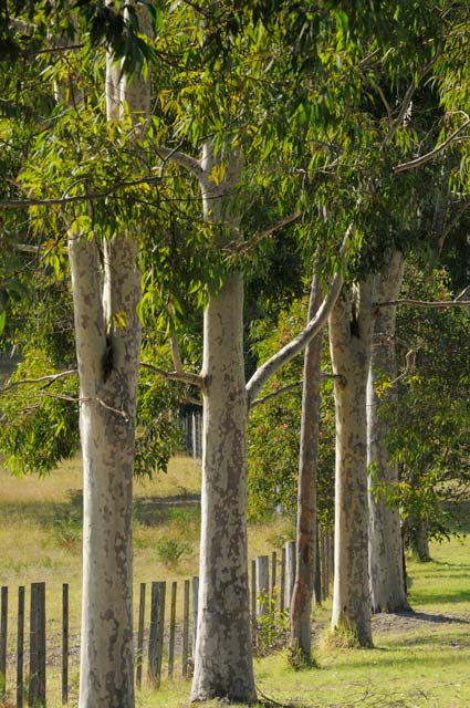 Stringybark Cottages - Coogee Beach Accommodation 0