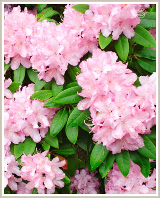 Cambridge Cottages - Coogee Beach Accommodation 0