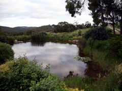 Carolins Organic Farm - Coogee Beach Accommodation 1