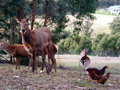 Carolins Organic Farm - Coogee Beach Accommodation 4