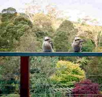 Mast Gully Gardens - Coogee Beach Accommodation