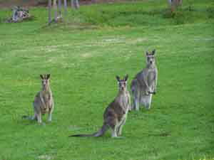 Sunway Farm B And B And Tours - Coogee Beach Accommodation 1