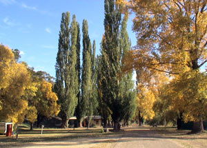 Omeo Caravan Park - Coogee Beach Accommodation 0