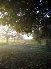 Corinella Country House - Coogee Beach Accommodation 4