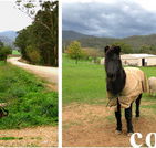 Emerald Park Holiday Farm - Coogee Beach Accommodation