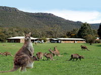 Halls Gap Log Cabins - Coogee Beach Accommodation 2