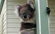 Hopkins River Caravan Park - thumb 4