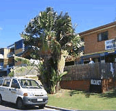 Melaluka And Costa Bella Luxury Apartments - Coogee Beach Accommodation