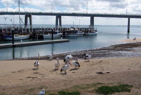 BIG4 Phillip Island Caravan Park - Coogee Beach Accommodation 5