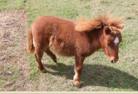 Adriana's Bed & Breakfast Country Retreat - Coogee Beach Accommodation 2