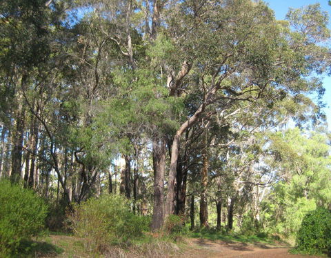 Edge Of The Forest - Coogee Beach Accommodation 3
