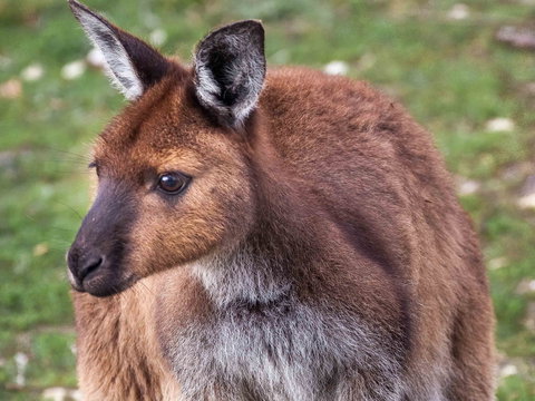 Mercure Kangaroo Island Lodge - Coogee Beach Accommodation 15