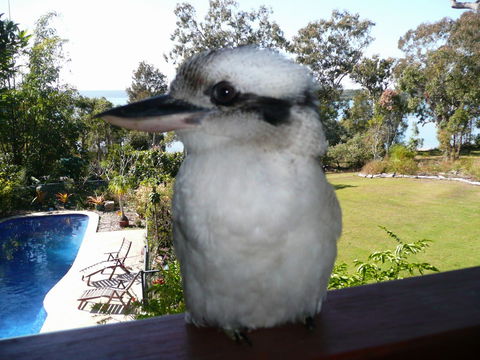 Yarrandabbi Dreaming Boutique B&B - Coogee Beach Accommodation 2