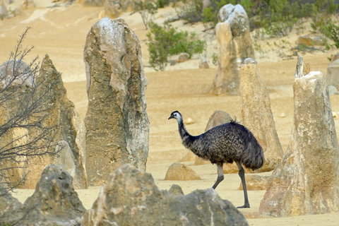 Private, Luxury Pinnacles Tour: Stargazing, Sand-boarding & Sightseeing - Coogee Beach Accommodation 5