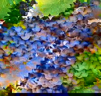 The Fully Local Private Tour - Coogee Beach Accommodation