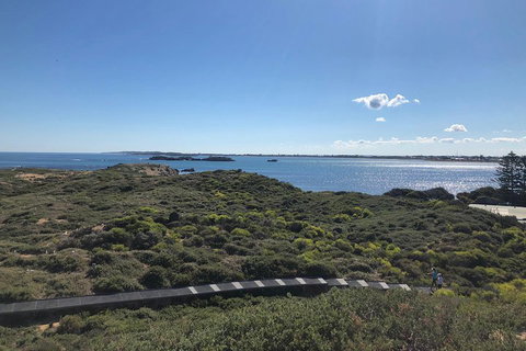 Penguin Island And Fremantle - Canoe, Chocolate & Coffee - Coogee Beach Accommodation 0