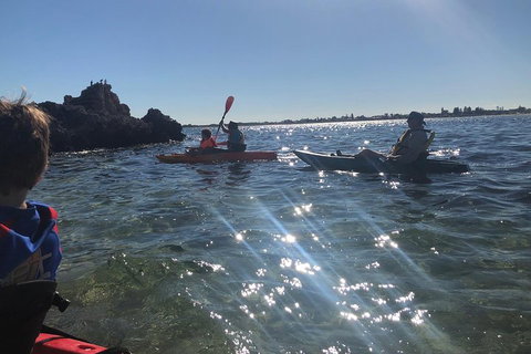 Penguin Island And Fremantle - Canoe, Chocolate & Coffee - Coogee Beach Accommodation 1