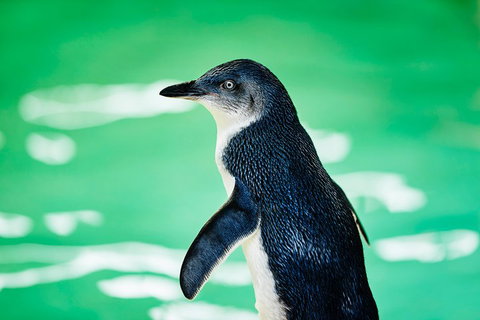 Penguin Island And Fremantle - Canoe, Chocolate & Coffee - Coogee Beach Accommodation 4
