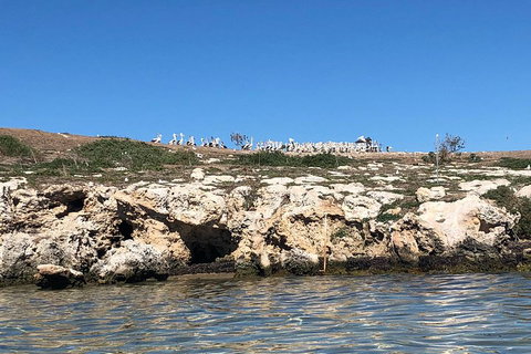 Penguin Island And Fremantle - Canoe, Chocolate & Coffee - Coogee Beach Accommodation 5