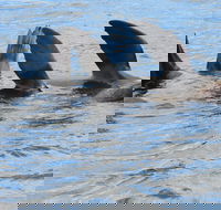 Twilight Sail Bruny Island - Coogee Beach Accommodation