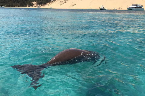 Cruise In Moreton Bay Marine Park And Moreton Island - Coogee Beach Accommodation 2