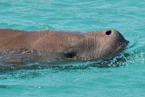 Cruise In Moreton Bay Marine Park And Moreton Island - Coogee Beach Accommodation 3