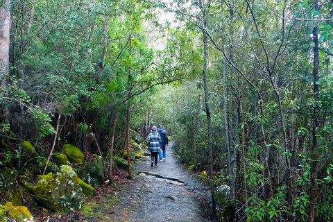 Kunanyi / Mt Wellington Explorer Bus - 2 Hour Return Tour - Coogee Beach Accommodation 2